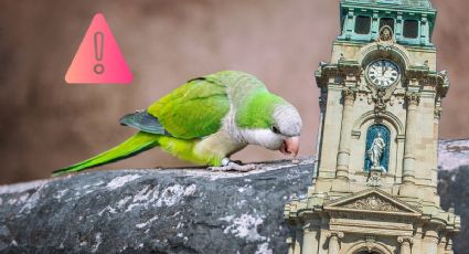 Alertan por invasión de cotorras argentinas en Pachuca, ¿las has visto?