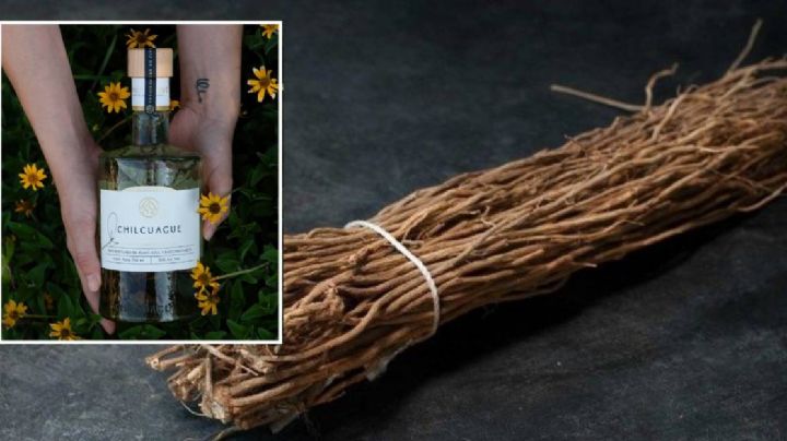 Chilcuague: la yerba mágica que se encuentra en Guanajuato convertida ahora en vino