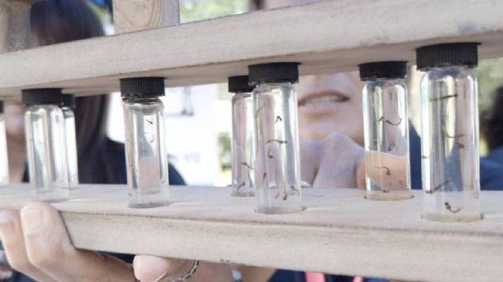 ¿Cuántos casos de dengue van en León?