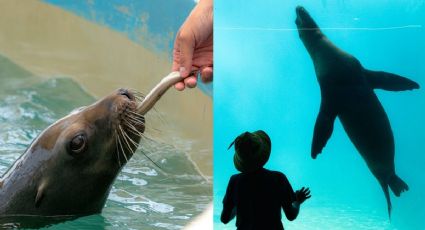 VIDEO: Nace lobo marino en el Aquarium de Veracruz; esto se sabe