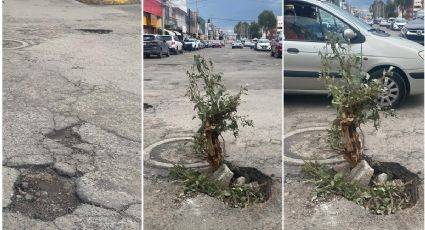 Conductores plantan árboles en baches de Pachuca como señal de protesta | FOTOS