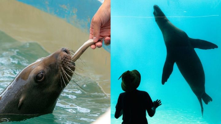 VIDEO: Nace lobo marino en el Aquarium de Veracruz; esto se sabe