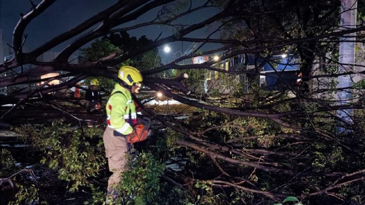 Tromba en Guadalajara inunda 50 casas y derriba más de 100 árboles
