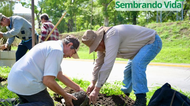 Campesinos del programa “Sembrando Vida” reforestan el bulevar de Córdoba