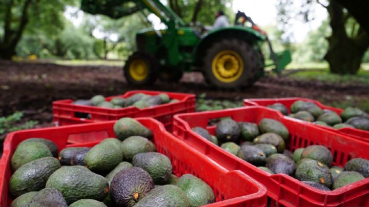 Se restablece exportación de aguacate de Michoacán a EU