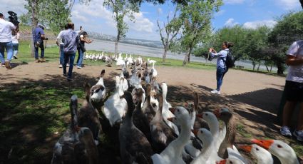 ¡Al agua patos! Regresan patos y gansos a la presa del 'Palote'