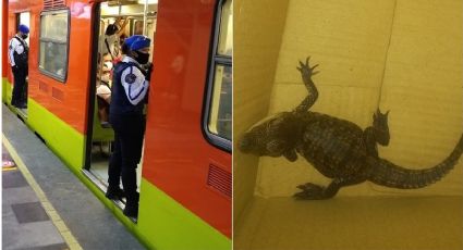 ¡Peligro en el Metro! Caimán tuvo viaje de riesgo en la CDMX