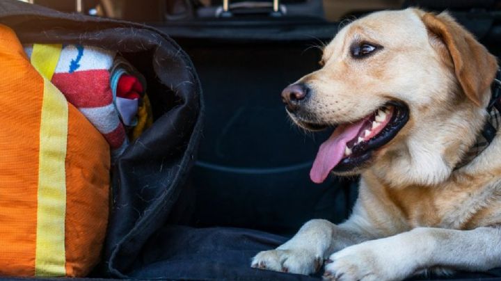 Invitan a pasarela de perritos y moda en Boca del Río; de esto se trata