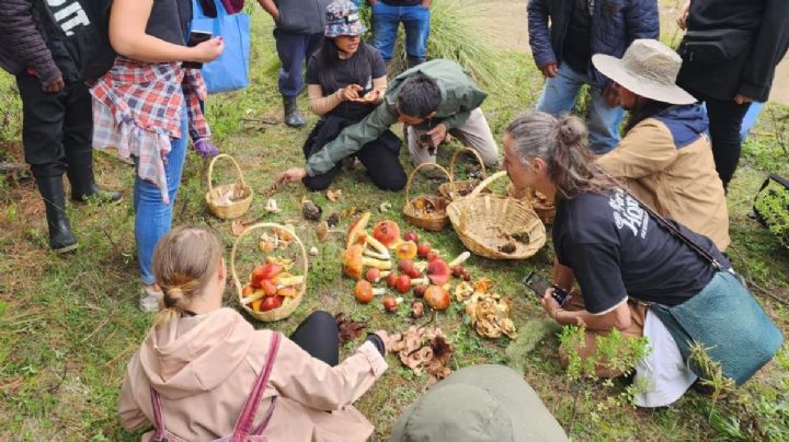 Habrá recolección de hongos comestibles en pueblito mágico de Hidalgo