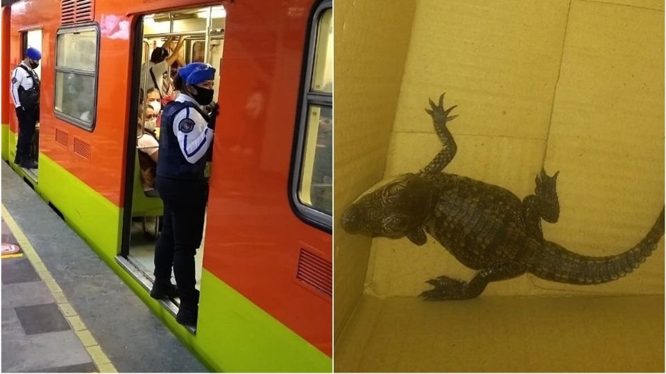 ¡Peligro en el Metro! Caimán tuvo viaje de riesgo en la CDMX