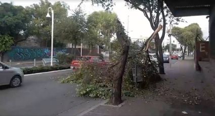 Por caída de árbol cierran un carril en la Calzada de los Héroes