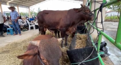 Mueren 200 reses en el sur de Veracruz tras ingerir pollinaza contaminada; esto se sabe