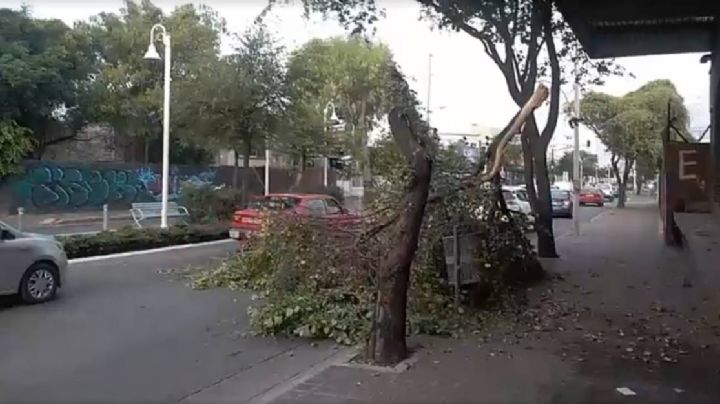 Por caída de árbol cierran un carril en la Calzada de los Héroes