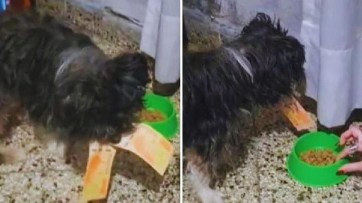 Perro le roba a su dueña sus ahorros y se niega a regresárselos