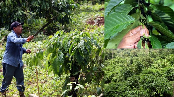 Cafeteros chiapanecos agonizan: Sequías afectaron 80 por ciento de cosechas