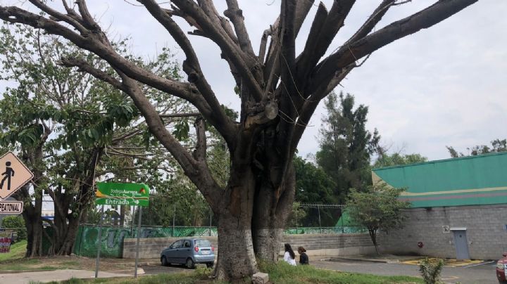 Quieren rescatar Hule asiático de más 60 años en Adolfo López Mateos, está enfermo