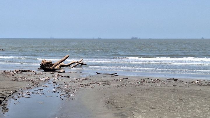 ¿Por qué llegaron troncos gigantes a playas de Veracruz y Boca del Río?