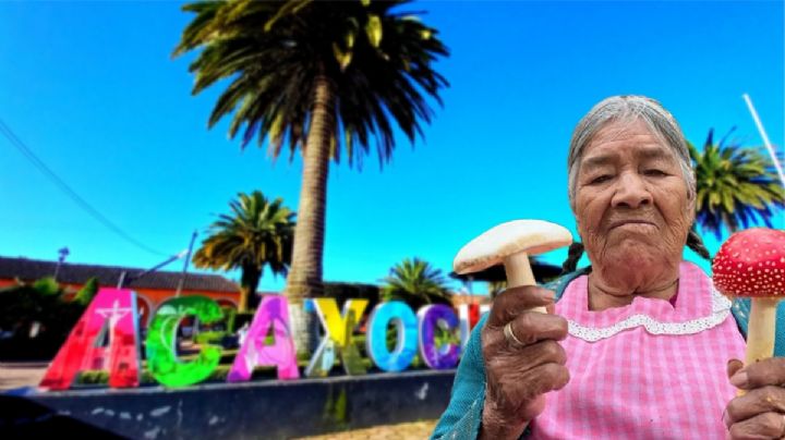 Acaxochitlán alista festival dedicado a los hogos y manzanas; habrá 3 concursos