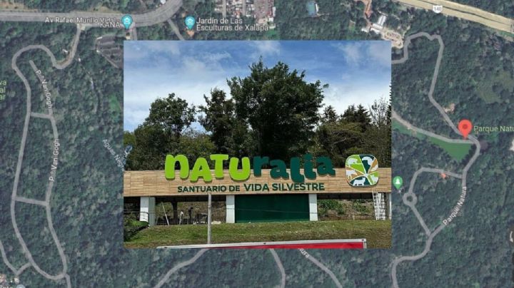 Naturalia, así será el santuario en Xalapa que albergará jaguares, tapires y cocodrilos