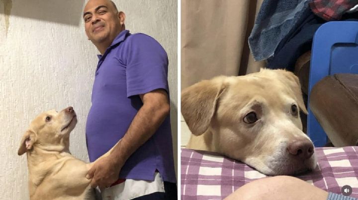 ¿Lo has visto? Buscan a Ducky en Veracruz, perro guía de discapacitado visual