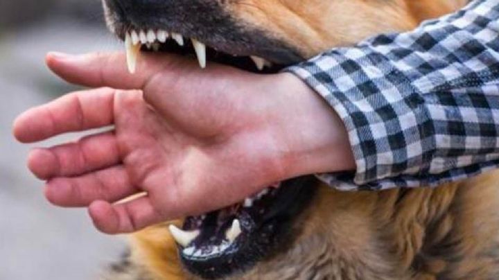 Estas son las 5 enfermedades transmitidas de animales a humanos