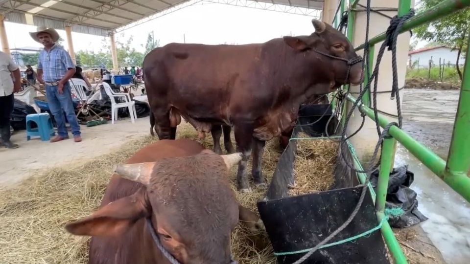 Más de 200 reses habrían consumido Pollinaza contamidada y murieron en el sur de Veracruz