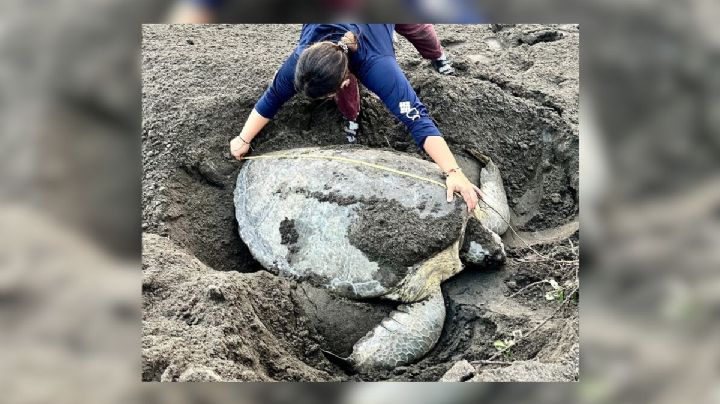 Llega tortuga verde gigante a playas de Nautla, Veracruz; dejó 135 huevos