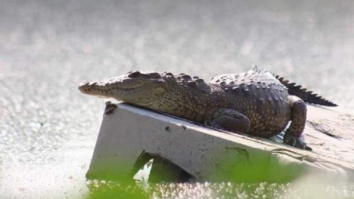 Cocodrilos en presas de Cuautitlán Izcalli preocupan a vecinos