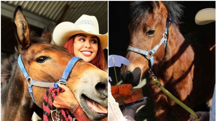 Equinas Hope y Mila reciben justicia en Puebla, fueron rescatadas por Coacolandia