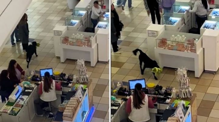 Perro roba un peluche y todo queda grabado