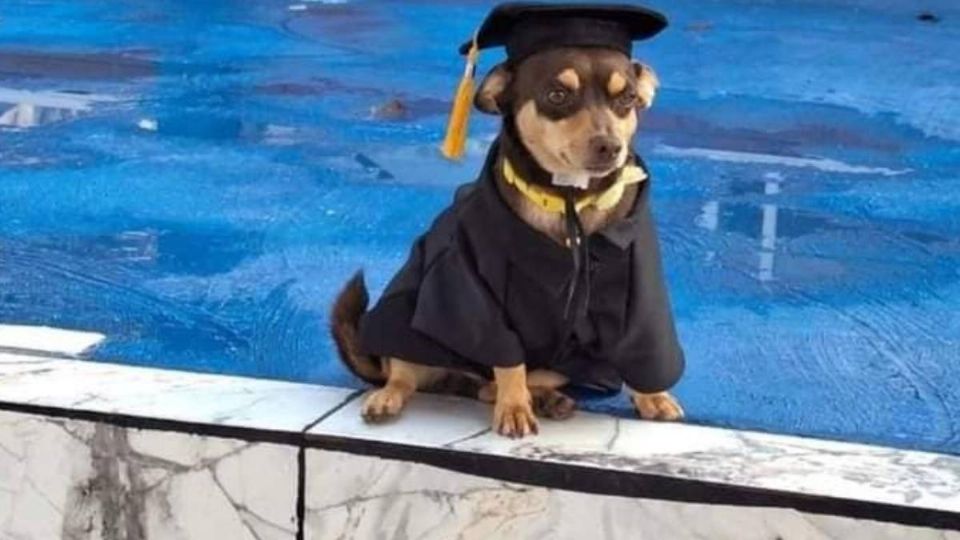 El perrito Cabelo se gradúo en el Cecyteg Rincón de Tamayo.