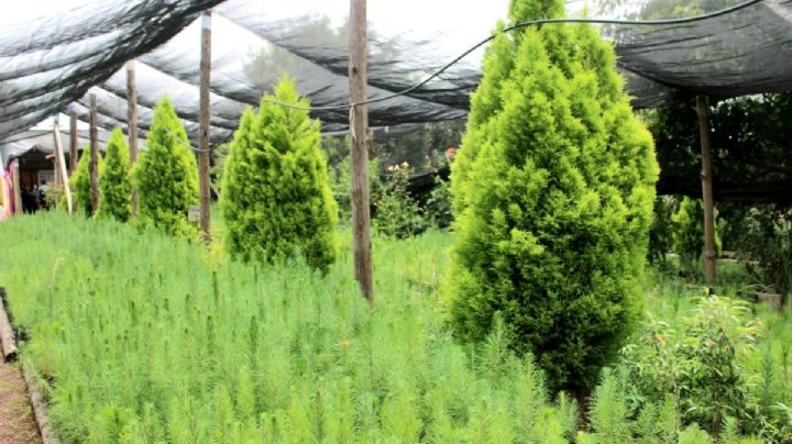 Han plantado más de 20 millones de árboles en Hidalgo del programa Sembrando Vida