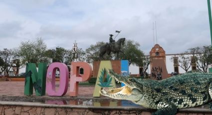 Aparece cocodrilo en este municipio de Hidalgo