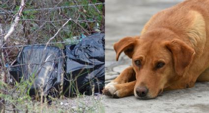 Horror en Puebla: Mujer deja restos de perro en calle, temen que vendan la carne a comercios | VIDEO