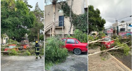 Árbol cae en automóvil en calle de Pachuca; dueño todavía no se enteraba | FOTOS