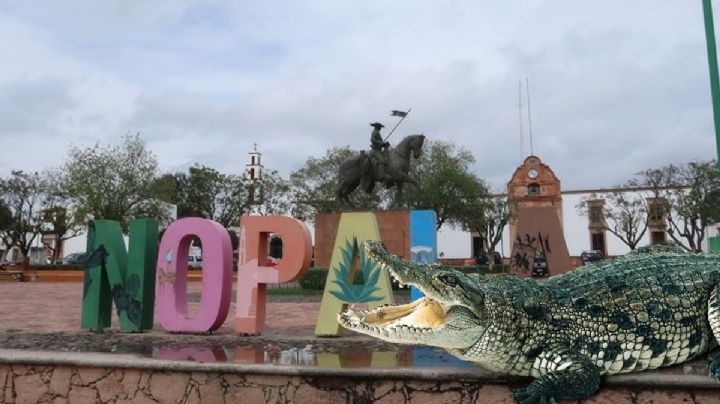 Aparece cocodrilo en este municipio de Hidalgo