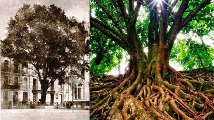 Historia Xalapa: 4 árboles referentes que ya no existen