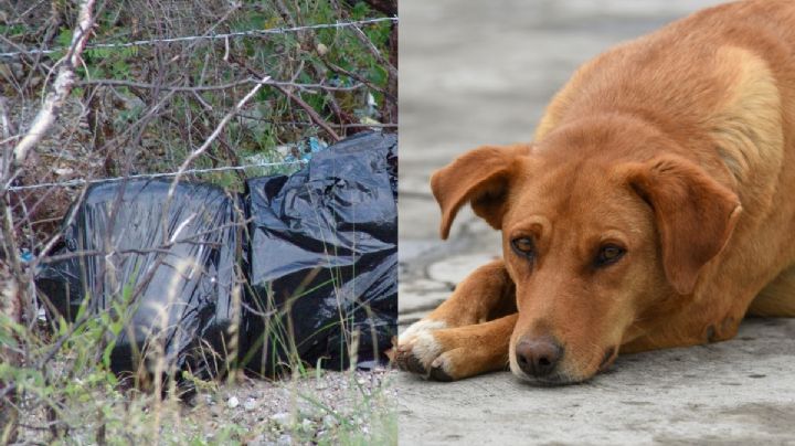 Horror en Puebla: Mujer deja restos de perro en calle, temen que vendan la carne a comercios | VIDEO