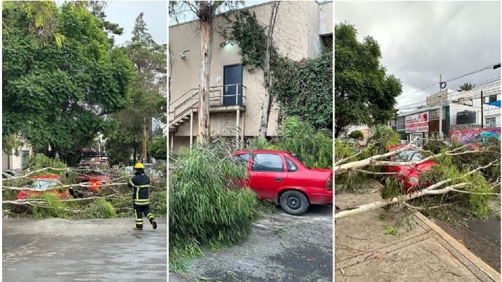 Árbol cae en automóvil en calle de Pachuca; dueño todavía no se enteraba | FOTOS