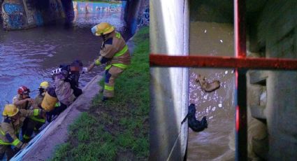 Rescatan a un adulto mayor y a un lomito en el cauce del Malecón