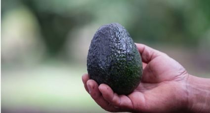 6 sorprendentes datos que no sabías sobre el aguacate