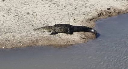 ¿Vas de vacaciones a Puerto Vallarta?, hay que tener cuidado con las "playas cocodrilo"