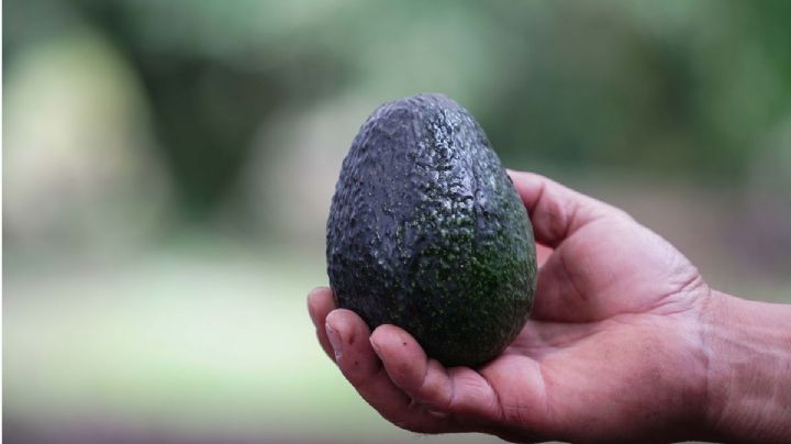 6 sorprendentes datos que no sabías sobre el aguacate