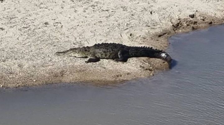 ¿Vas de vacaciones a Puerto Vallarta?, hay que tener cuidado con las "playas cocodrilo"