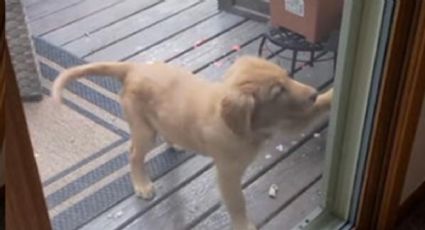 Así toca un perrito el timbre de su casa para que le abran la puerta | VIDEO