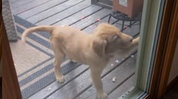 Así toca un perrito el timbre de su casa para que le abran la puerta | VIDEO