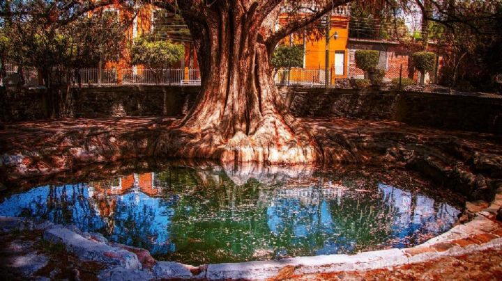 Este ahuehuete de Guanajuato sobrevive en el centro de una comunidad