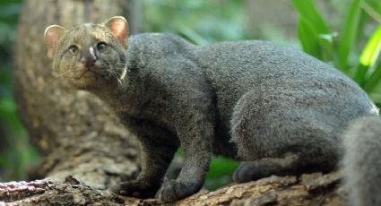 Liberan ejemplar de jaguarundi al sur de Veracruz tras recuperación