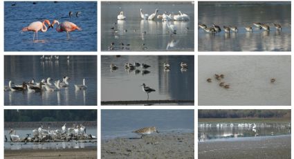 Las 244 aves que dependen del agua en la Presa de El Palote