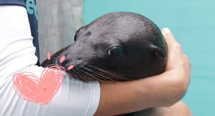 Este día podrás visitar al nuevo lobo marino nacido en el Aquarium de Veracruz